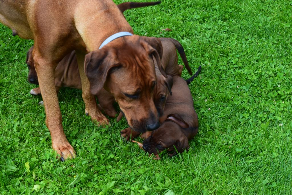 Blade River - chiots  rhodésian ridgeback