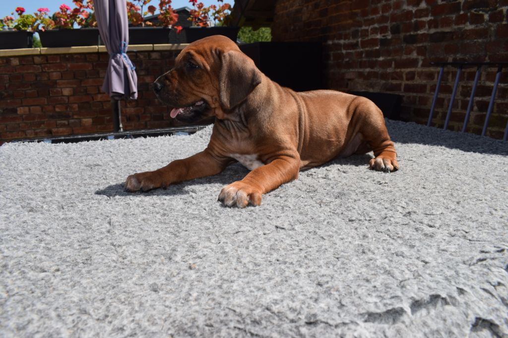 Blade River - Chiots disponibles - Rhodesian Ridgeback