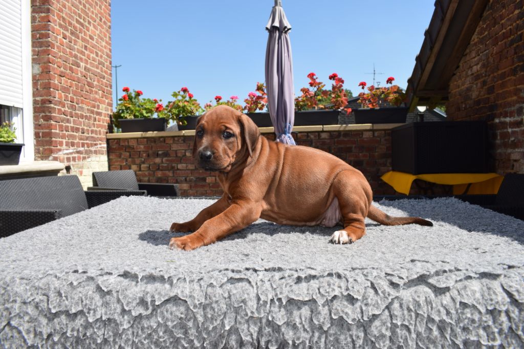 Blade River - Chiots disponibles - Rhodesian Ridgeback