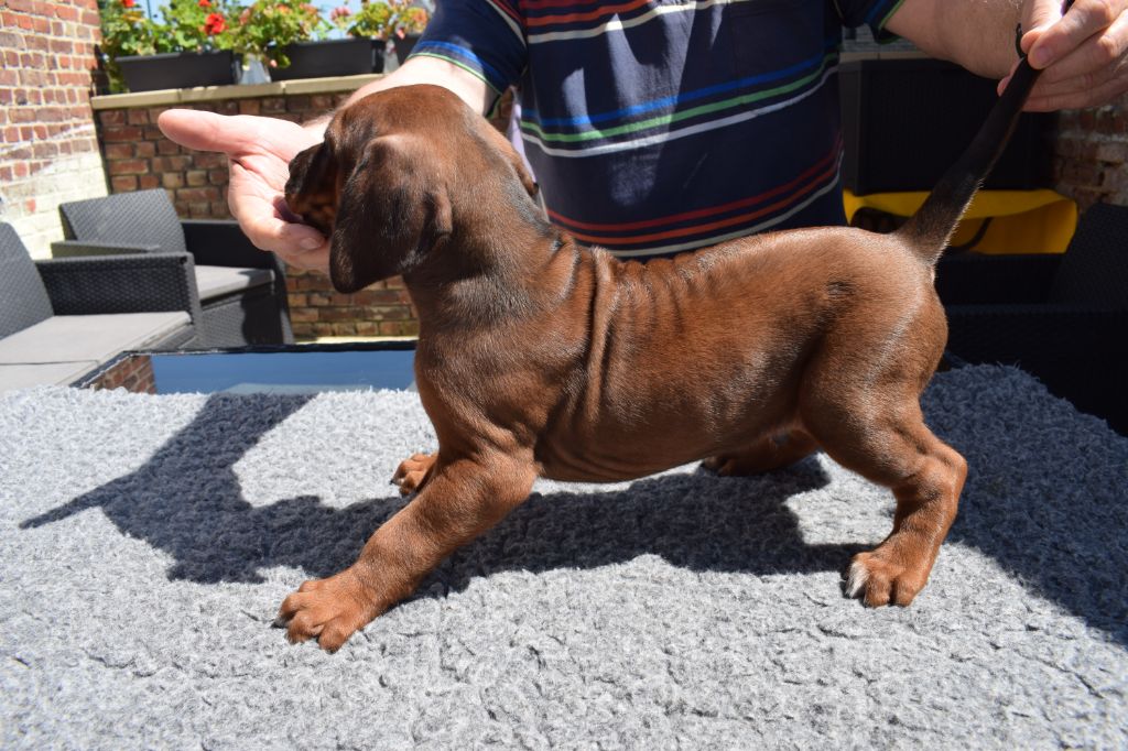 Blade River - Chiots disponibles - Rhodesian Ridgeback