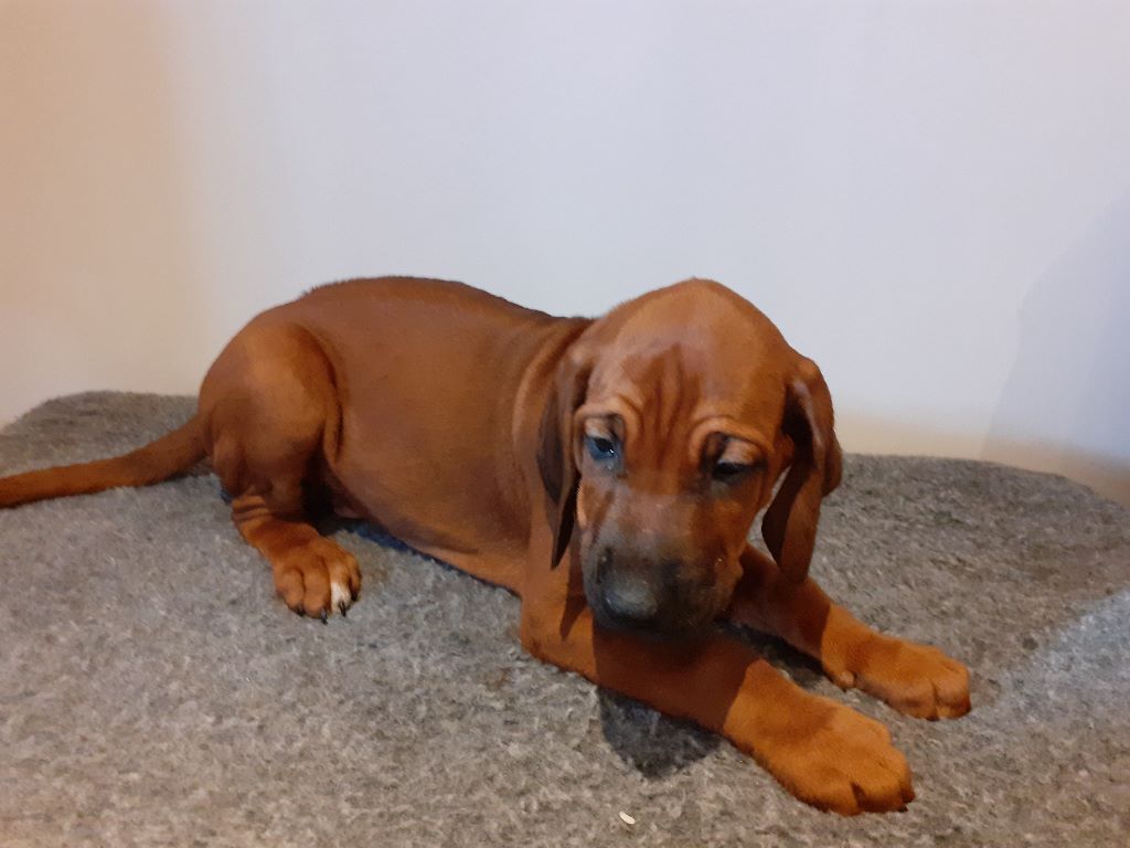 Blade River - Chiots disponibles - Rhodesian Ridgeback