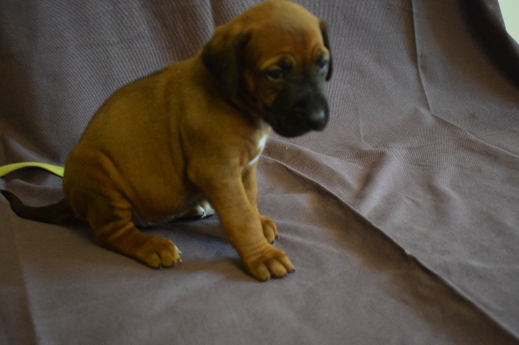 Blade River - Chiots disponibles - Rhodesian Ridgeback