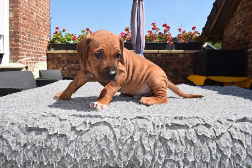 Blade River - Chiots disponibles - Rhodesian Ridgeback