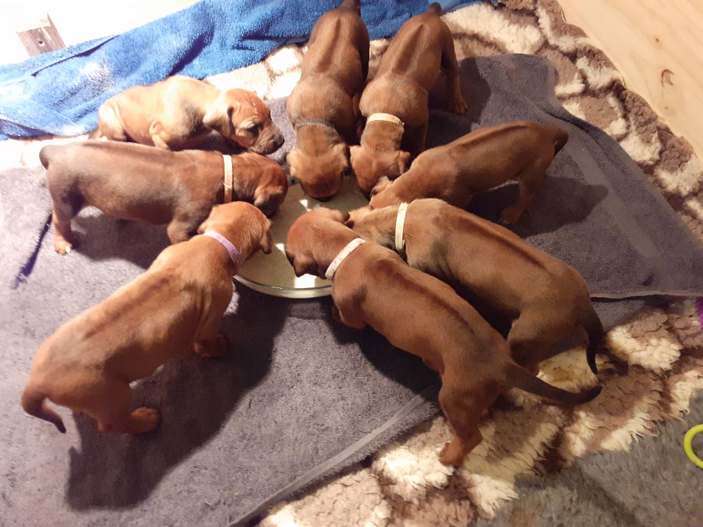 Blade River - Rhodesian Ridgeback - Portée née le 05/11/2019